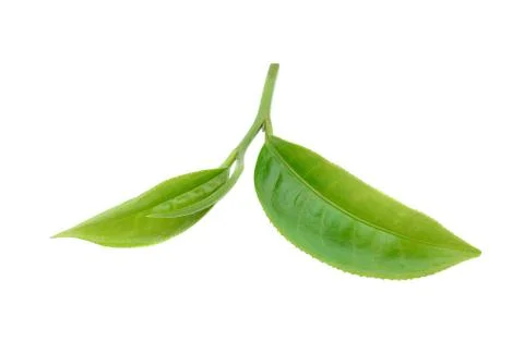 Tea leaf isolated on white background Stock Photos
