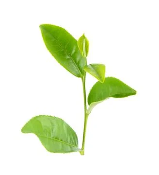 Tea leaf isolated on the white background Stock Photos