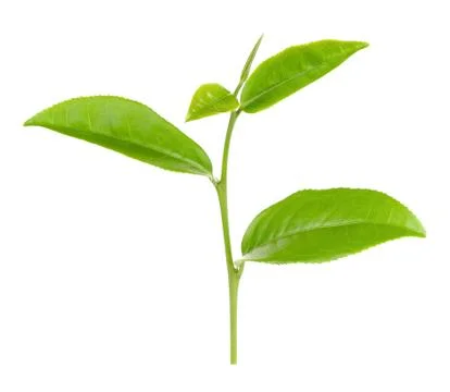 Tea leaf isolated on the white background Stock Photos