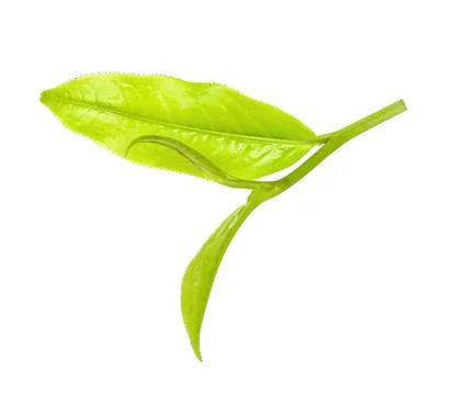 Tea leaf isolated on the white background Stock Photos