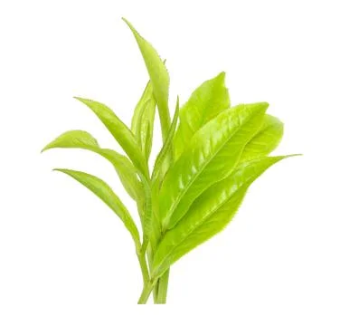 Tea leaf isolated on the white background Stock Photos