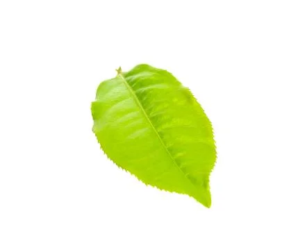 Tea leaf isolated on the white background Stock Photos