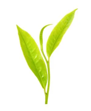 Tea leaf isolated on the white background Stock Photos