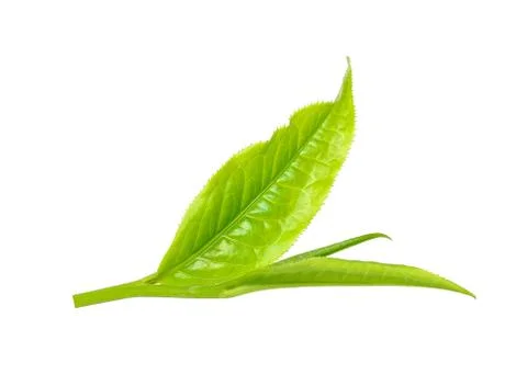 Tea leaf isolated on the white background Stock Photos