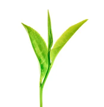 Tea leaf isolated on white background Stock Photos