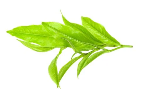 Tea leaf isolated on the white background Stock Photos