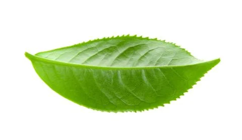 Tea leaf isolated on white background Stock Photos