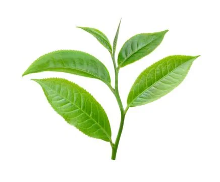 Tea leaf isolated on white background Stock Photos