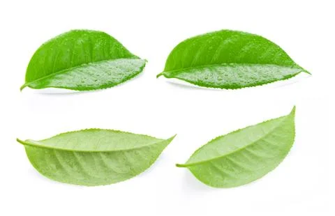 Tea leaf isolated on white background Stock Photos