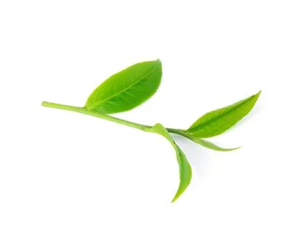 Tea leaf isolated on white background Stock Photos