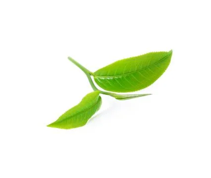 Tea leaf isolated on white background 写真素材