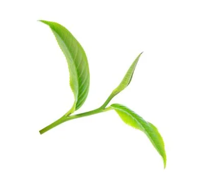 Tea leaf isolated on white background Stock Photos