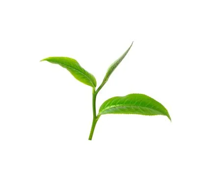 Tea leaf isolated on white background Stock Photos