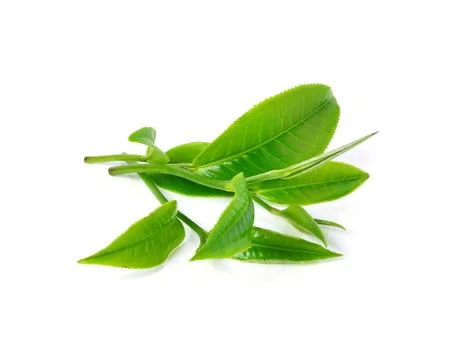 Tea leaf isolated on white background Stock Photos