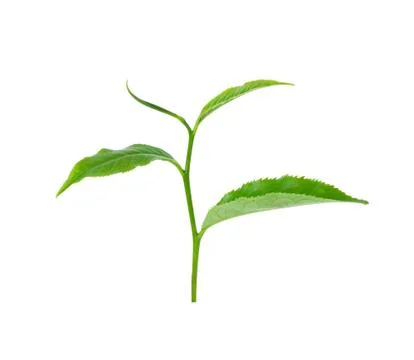 Tea leaf isolated on white background Stock Photos