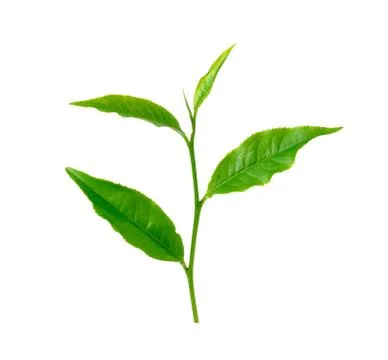 Tea leaf isolated on white background Stock Photos