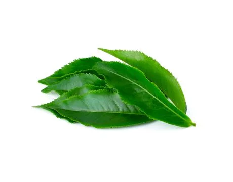 Tea leaf isolated on white background Stock Photos