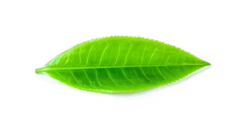 Tea leaf isolated on white background. top view Stock Photos