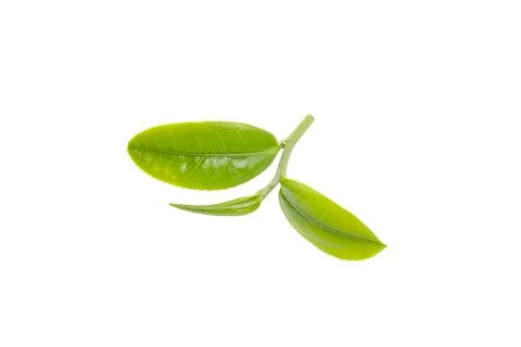 Tea leaf isolated on white background Stock Photos