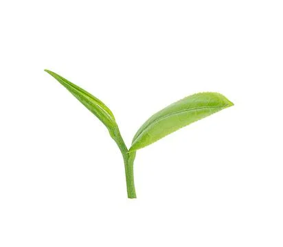 Tea leaf isolated on white background Foto stock