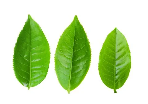 Tea leaf isolated on white Stock Photos