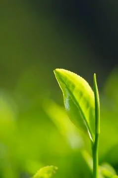 Tea leaf Stock Photos