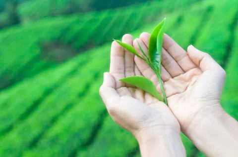 Tea leaf Stock Photos