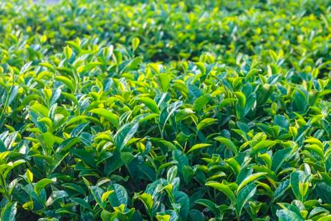 Tea leaf Stock Photos