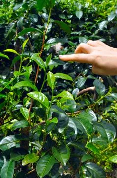 Tea leaf Stock Photos