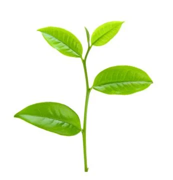 Tea leaf Stock Photos