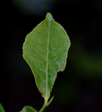 Tea leaf Stock Photos