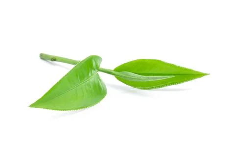 Tea leaf Stock Photos