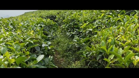 Tea leaf picking trail Stock Footage 277863315