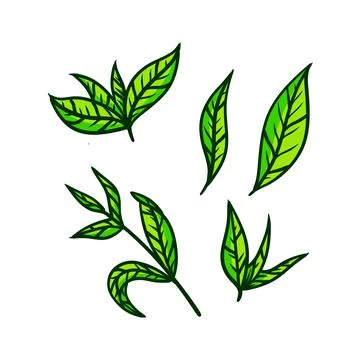 Tea leaf. Set of hand-drawn natural elements. Cartoon illustration. Green pla 库存插图