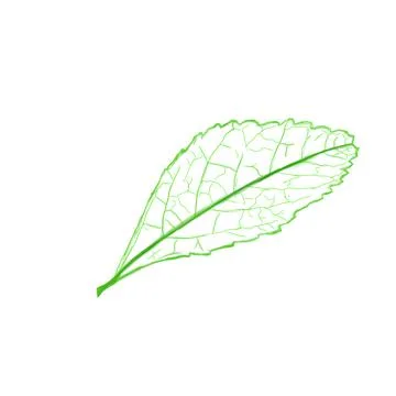 Tea leaf skeleton Stock Illustration