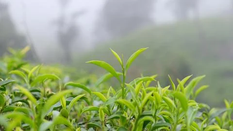 Tea leaf in a tea field with misty backdrop Stock Photos