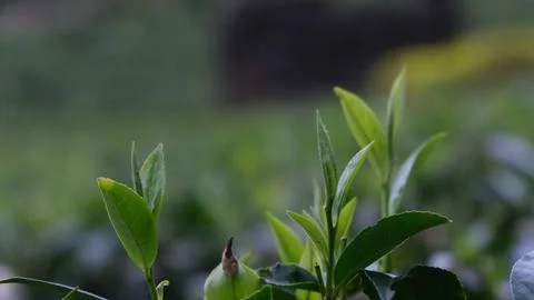 Tea leaf in a tea field with misty backdrop Stock Photos