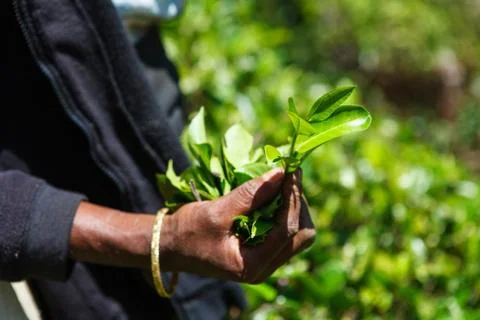 Tea leaf in tea picker woman's hands Stock Photos