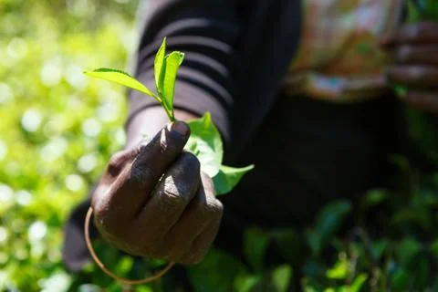 Tea leaf in tea picker woman's hands Stock Photos