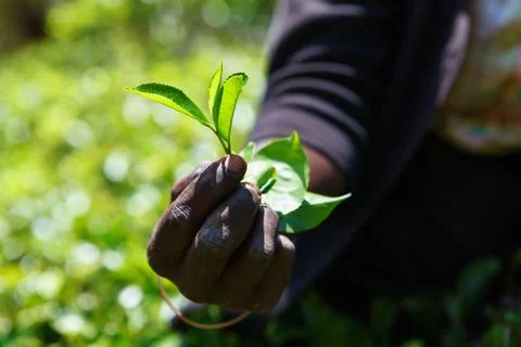 Tea leaf in tea picker woman's hands Stock Photos