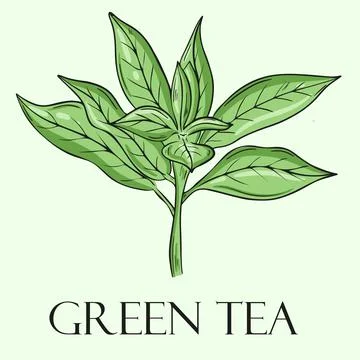 Tea leaf, vector. Hand drawing. Stockillustratie
