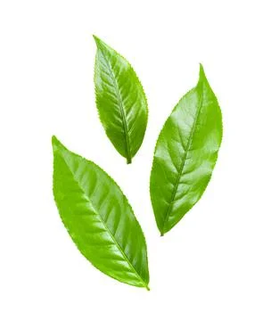 Tea leaf on white background Stock Photos