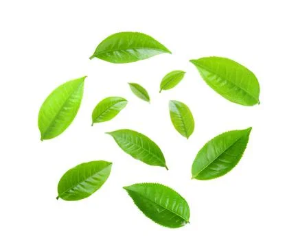 Tea leaf on white background Stock Photos