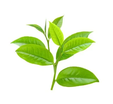 Tea leaf on white background Stock Photos