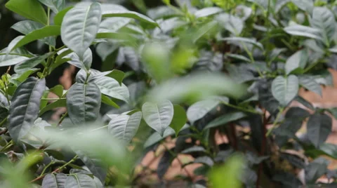 Tea leafs close up at Tea plantation, Sri Lanka Stock Footage 1012393