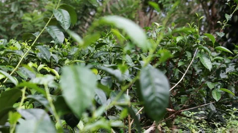 Tea leafs close up at Tea plantation, Sri Lanka Stock Footage 2271622