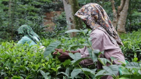 Tea leafs close up at Tea plantation, Sri Lanka Stock Footage 2271703