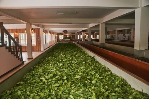 Tea leafs drying in a production line at tea factory in Kandy, Sri Lanka Stock Photos