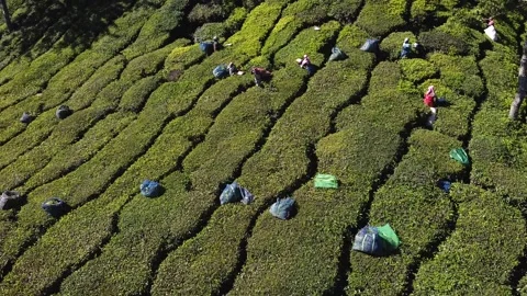 Tea leave harvesting by tea plucker Stock Footage 130385331
