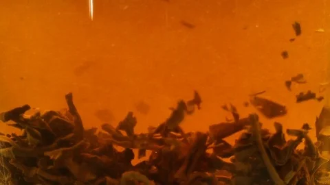 Tea leaves are boiled in boiling water Stock Footage 79851957
